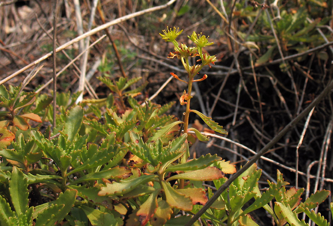 Image of Aizopsis hybrida specimen.