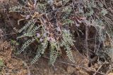 Astragalus testiculatus