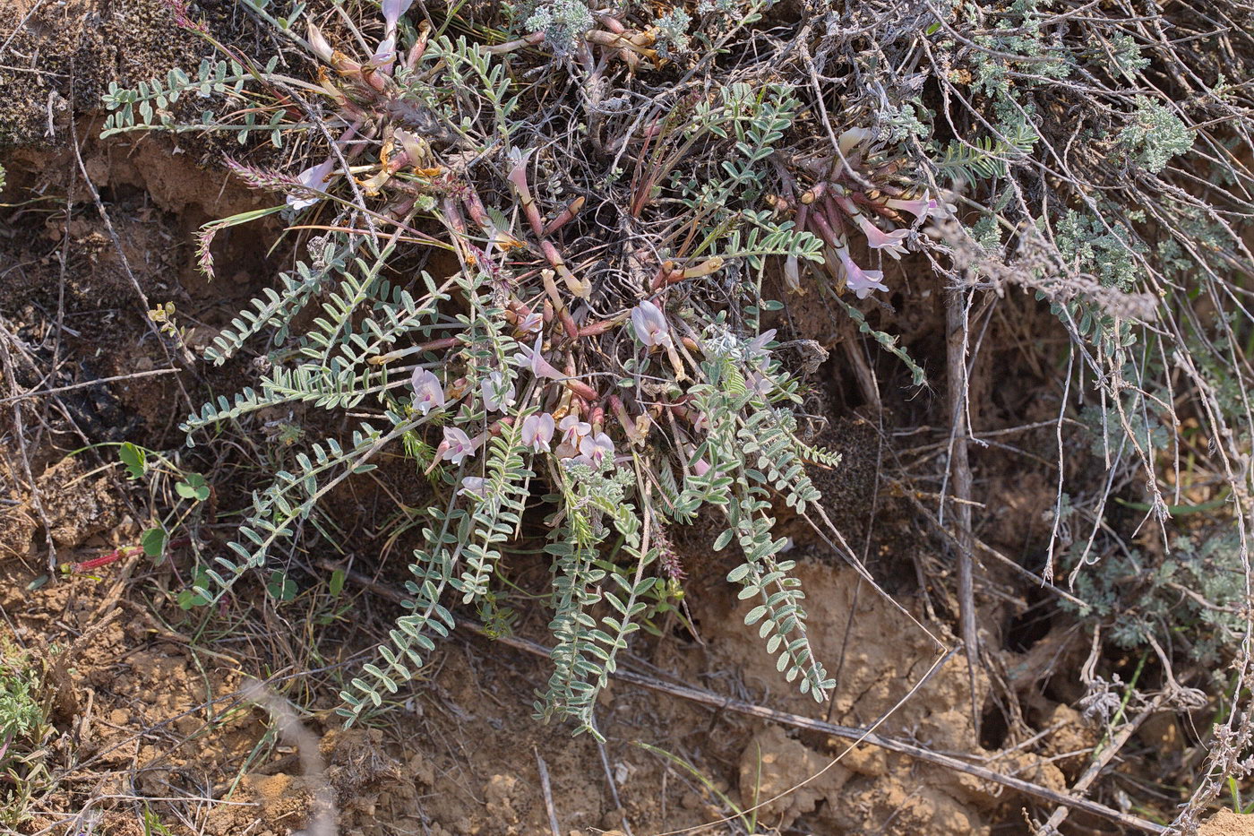 Изображение особи Astragalus testiculatus.