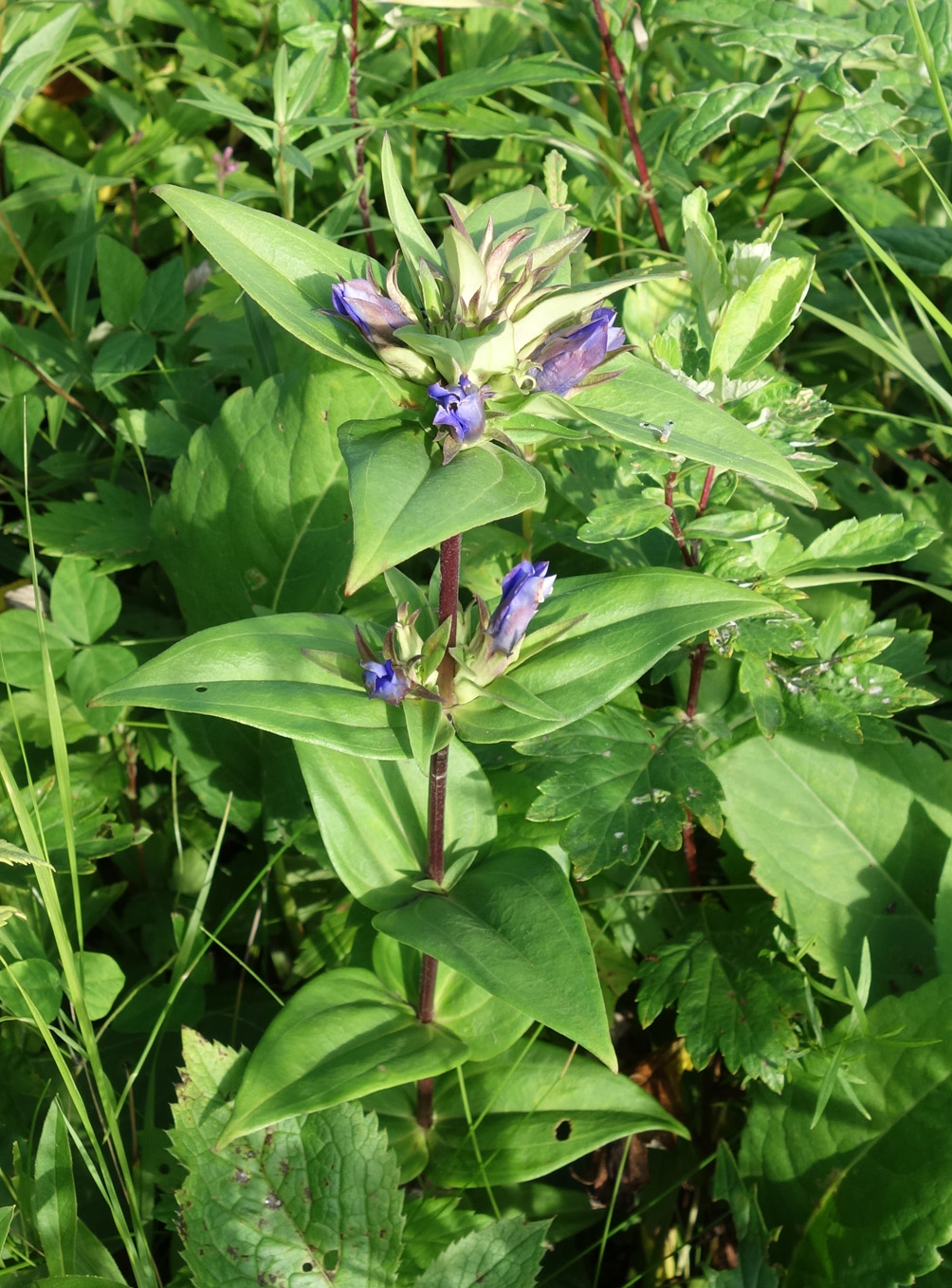 Изображение особи Gentiana scabra.