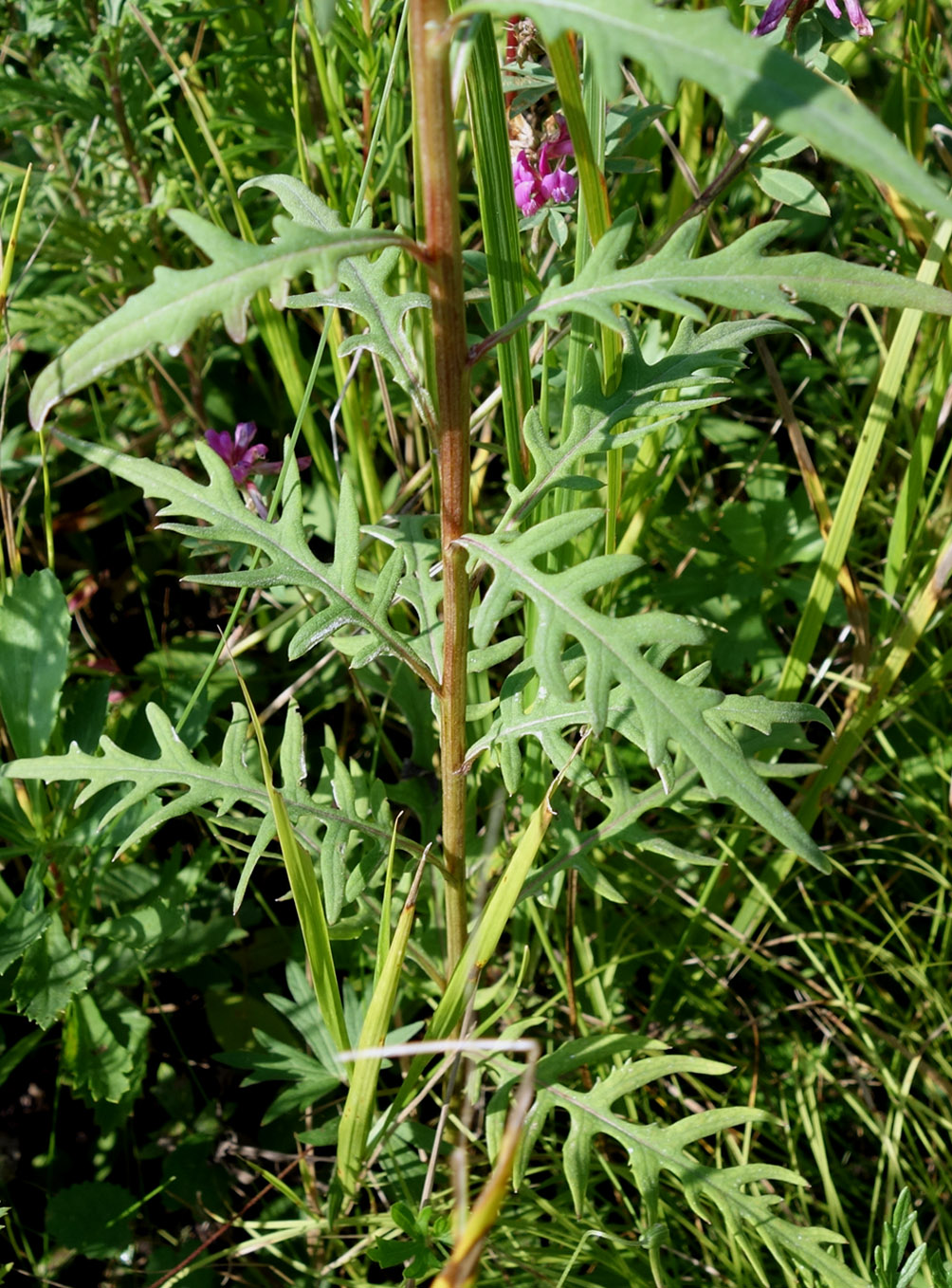 Изображение особи Saussurea pulchella.