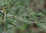 Asparagus nelsii