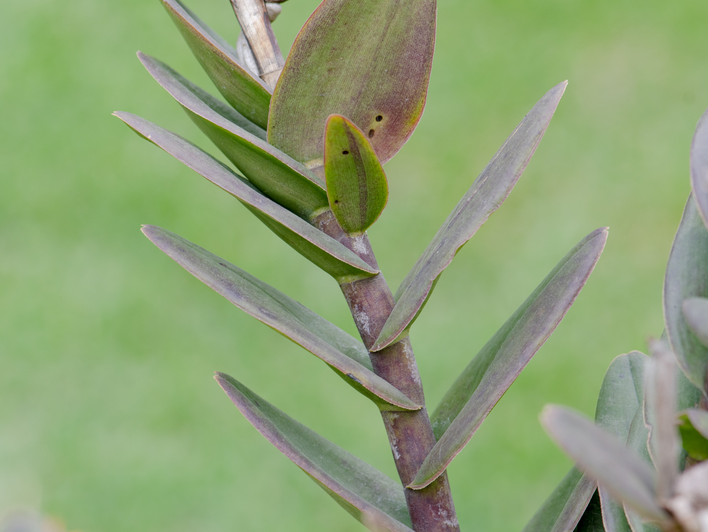Image of Epidendrum radicans specimen.