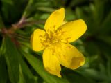 Anemone ranunculoides