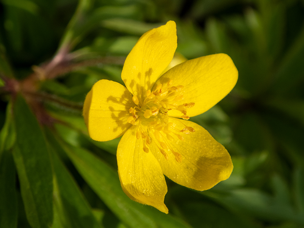 Изображение особи Anemone ranunculoides.