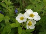 Fragaria moschata. Цветки. Московская обл., Ленинский р-н, г. Видное, садовое товарищество \"Берёзка\", садовый участок, заросшая лужайка. 04.06.2020.