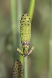 Equisetum ramosissimum