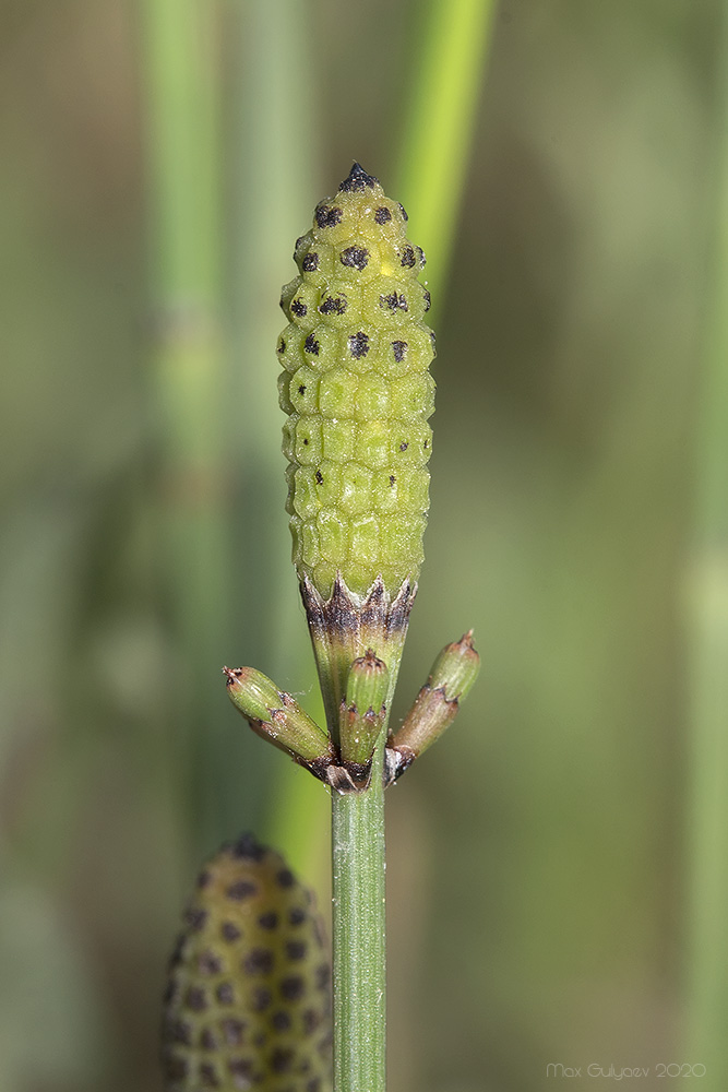 Изображение особи Equisetum ramosissimum.