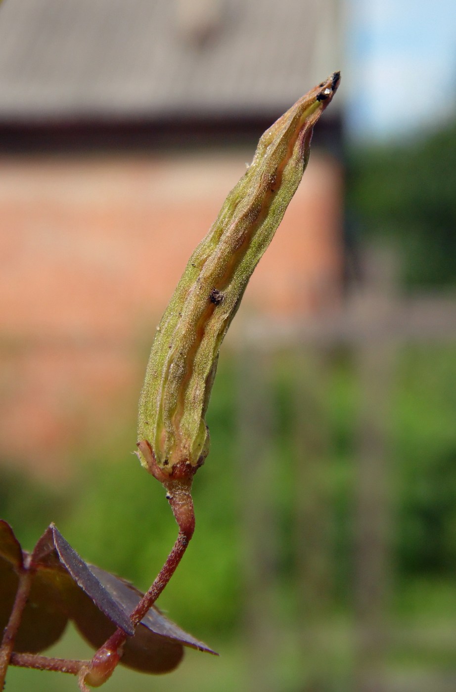 Изображение особи Oxalis corniculata.