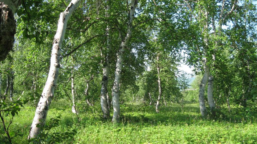 Изображение особи Betula kamtschatica.