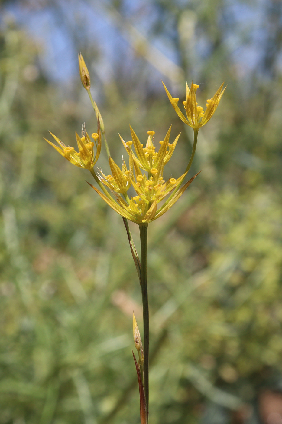 Изображение особи Bupleurum odontites.