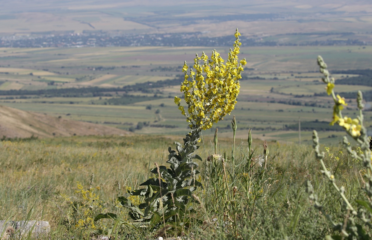 Image of Verbascum songaricum specimen.