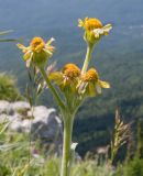 Tephroseris caucasigena