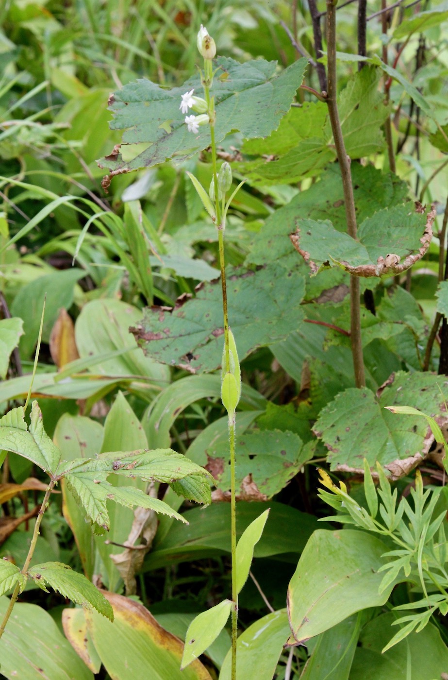 Image of Silene firma specimen.