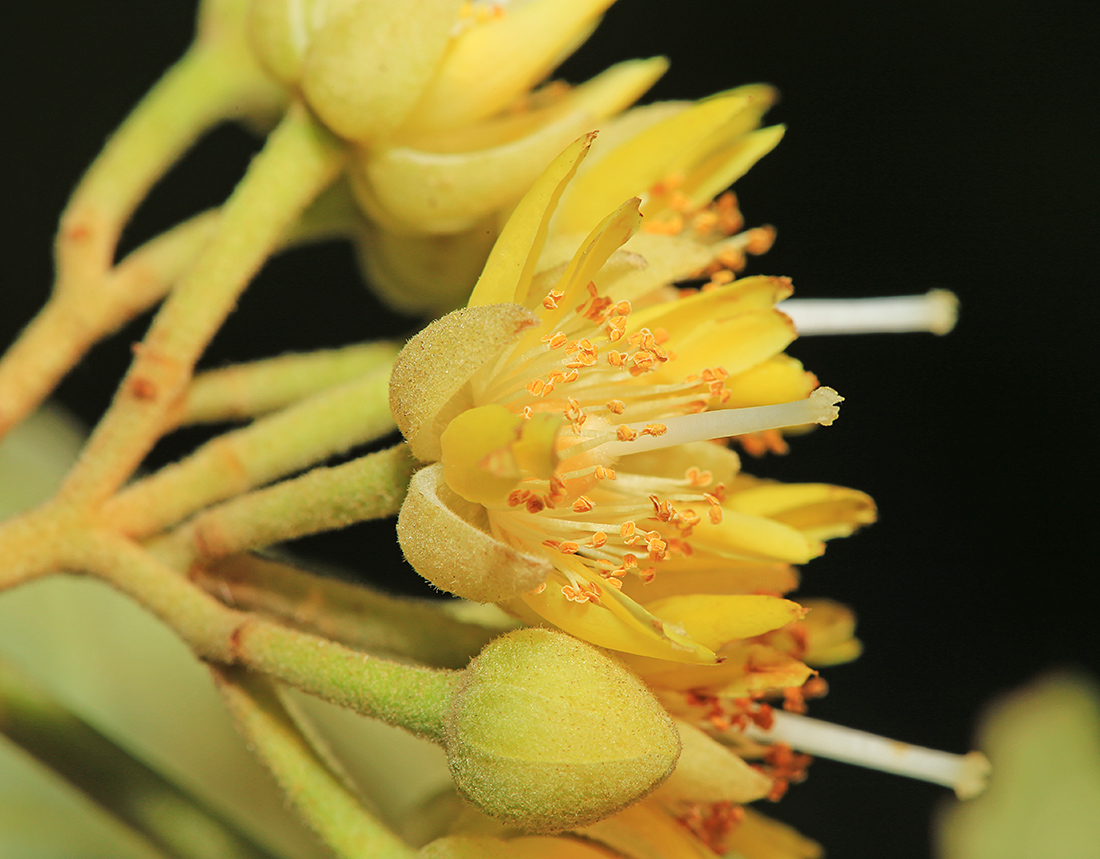 Image of Tilia mandshurica specimen.