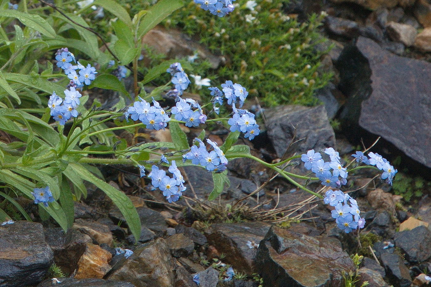 Image of Myosotis alpestris specimen.