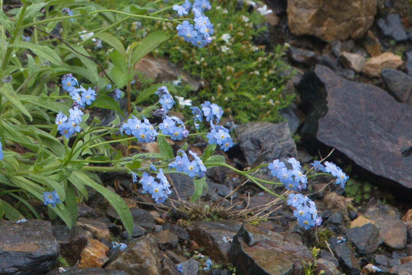 Image of Myosotis alpestris specimen.