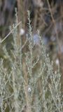 Artemisia taurica