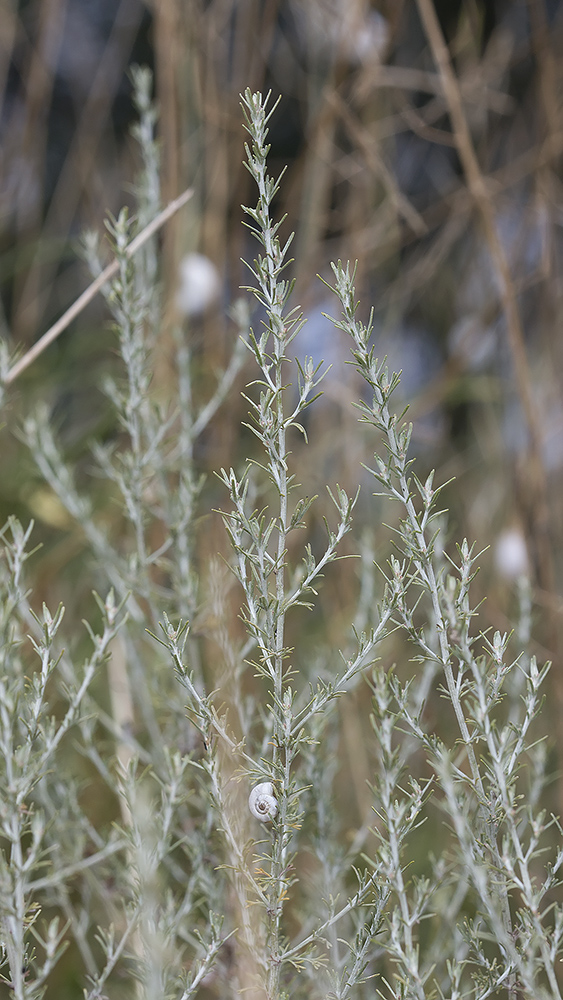 Изображение особи Artemisia taurica.