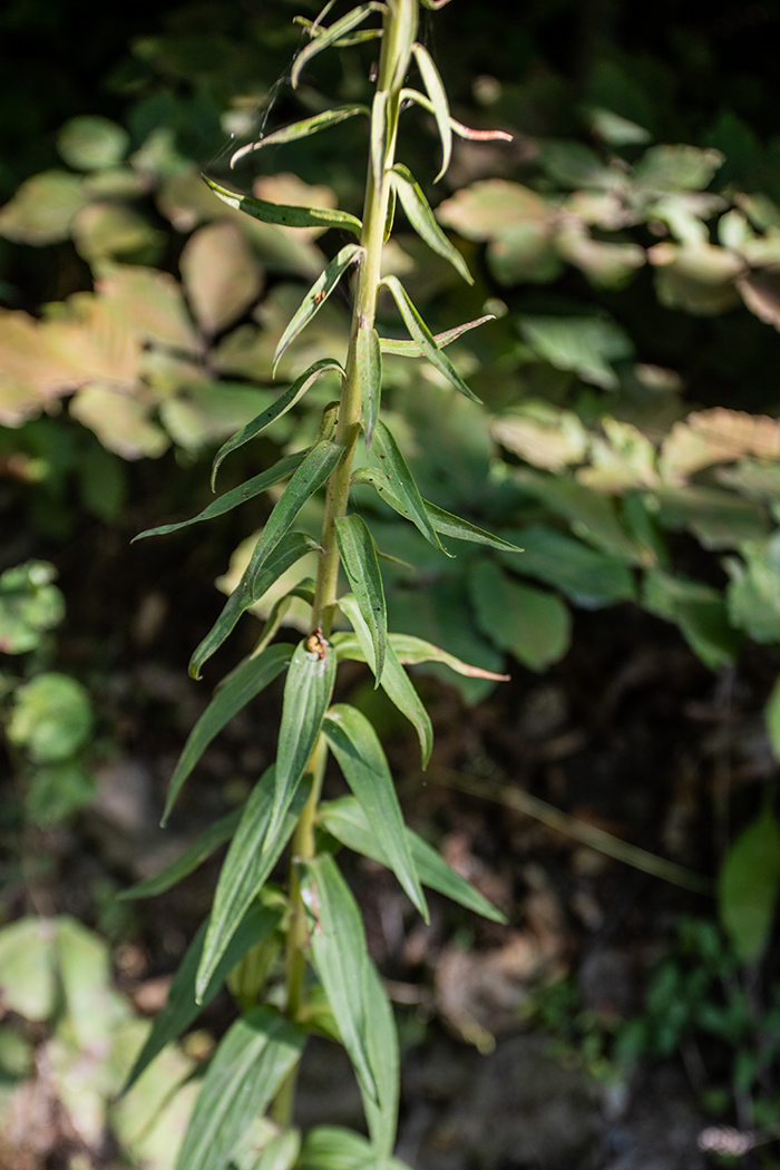 Image of Digitalis schischkinii specimen.