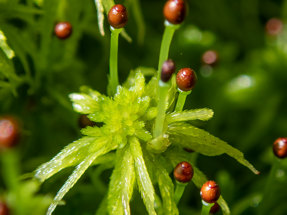 Изображение особи род Sphagnum.