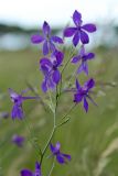 Delphinium consolida