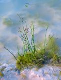Juncus articulatus. Плодоносящее растение. Челябинская обл., Кыштымский гор. округ, Каолиновый карьер, в воде. 24.07.2020.