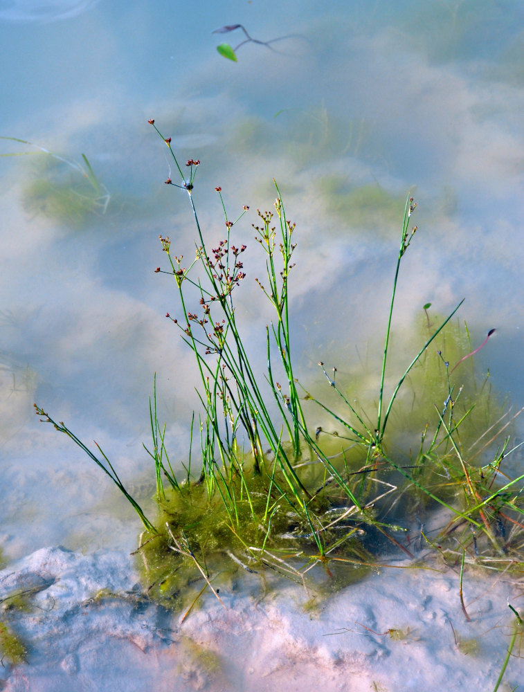 Image of Juncus articulatus specimen.