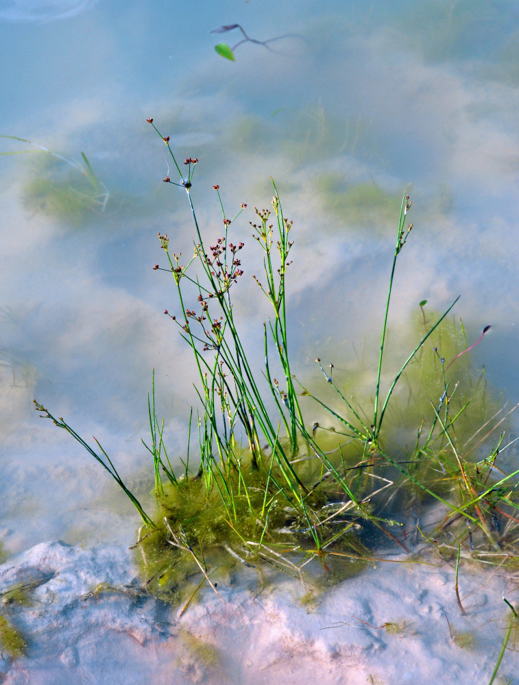 Image of Juncus articulatus specimen.