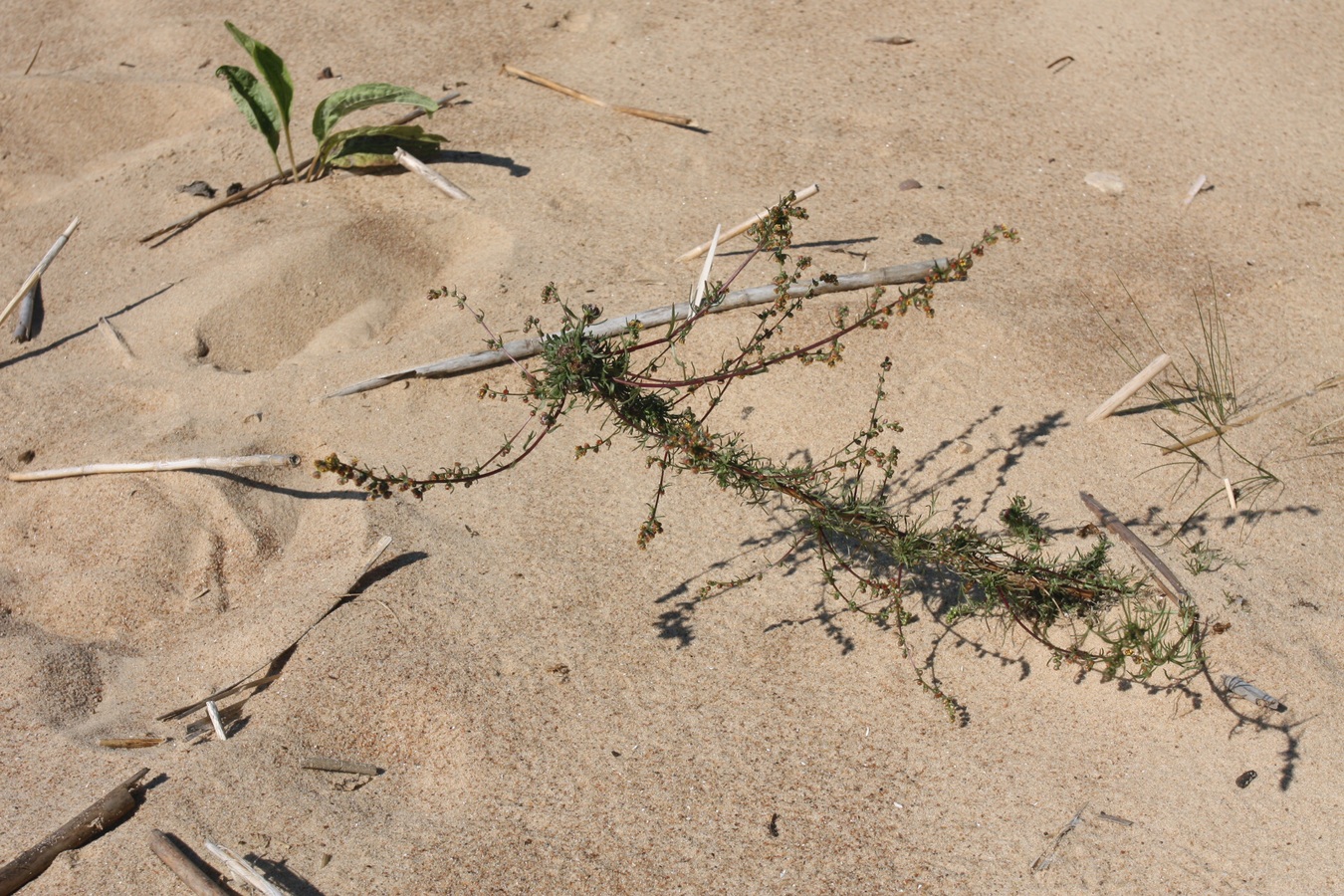 Изображение особи Artemisia campestris.