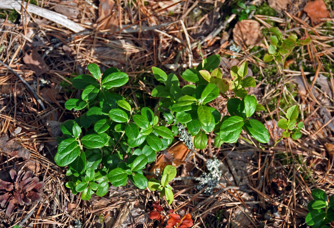 Изображение особи Vaccinium vitis-idaea.