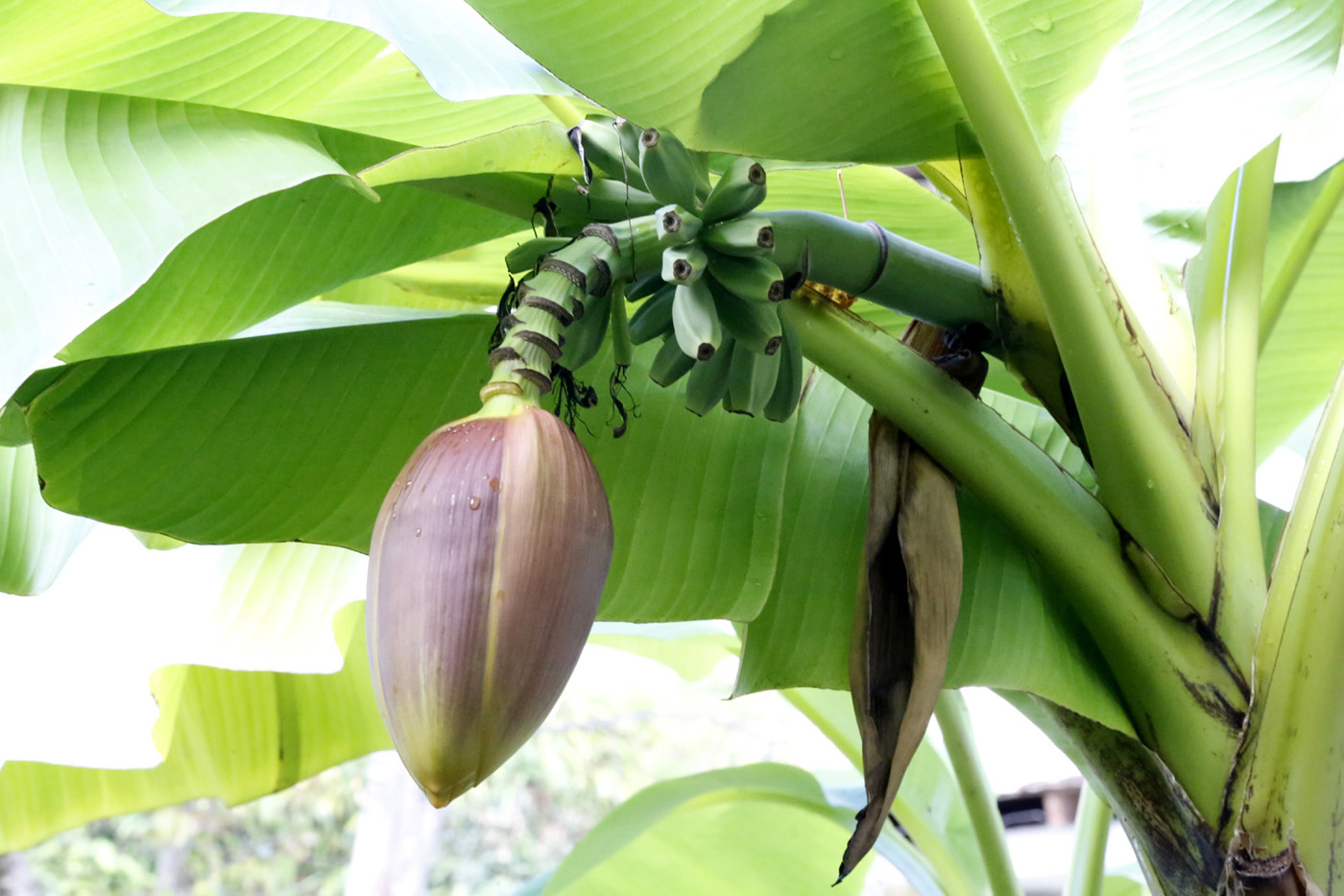 Image of Musa acuminata specimen.