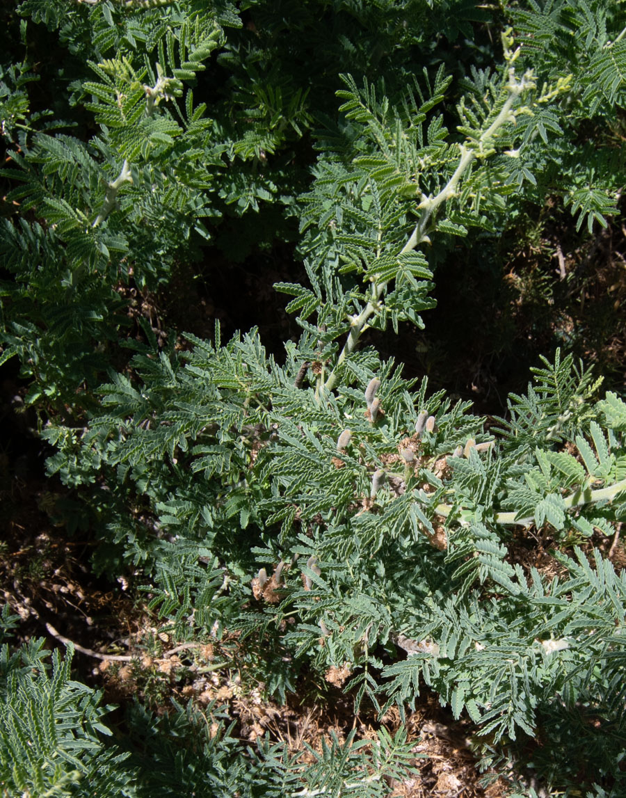 Изображение особи Vachellia hebeclada.