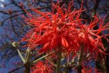 Erythrina abyssinica