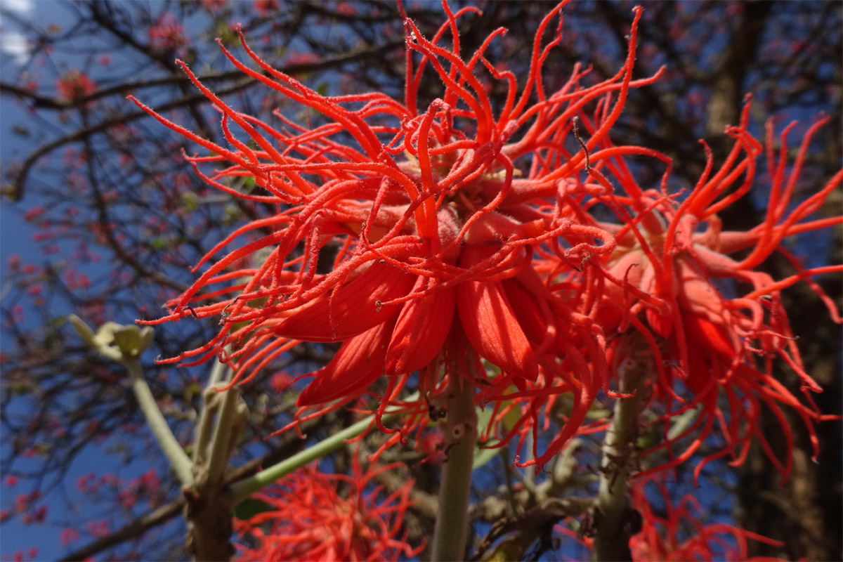 Изображение особи Erythrina abyssinica.