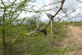 Vachellia zanzibarica