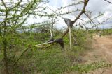 Vachellia zanzibarica