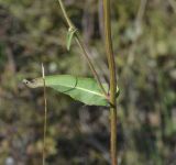 Image of taxon representative. Author is Сергей Соколенко