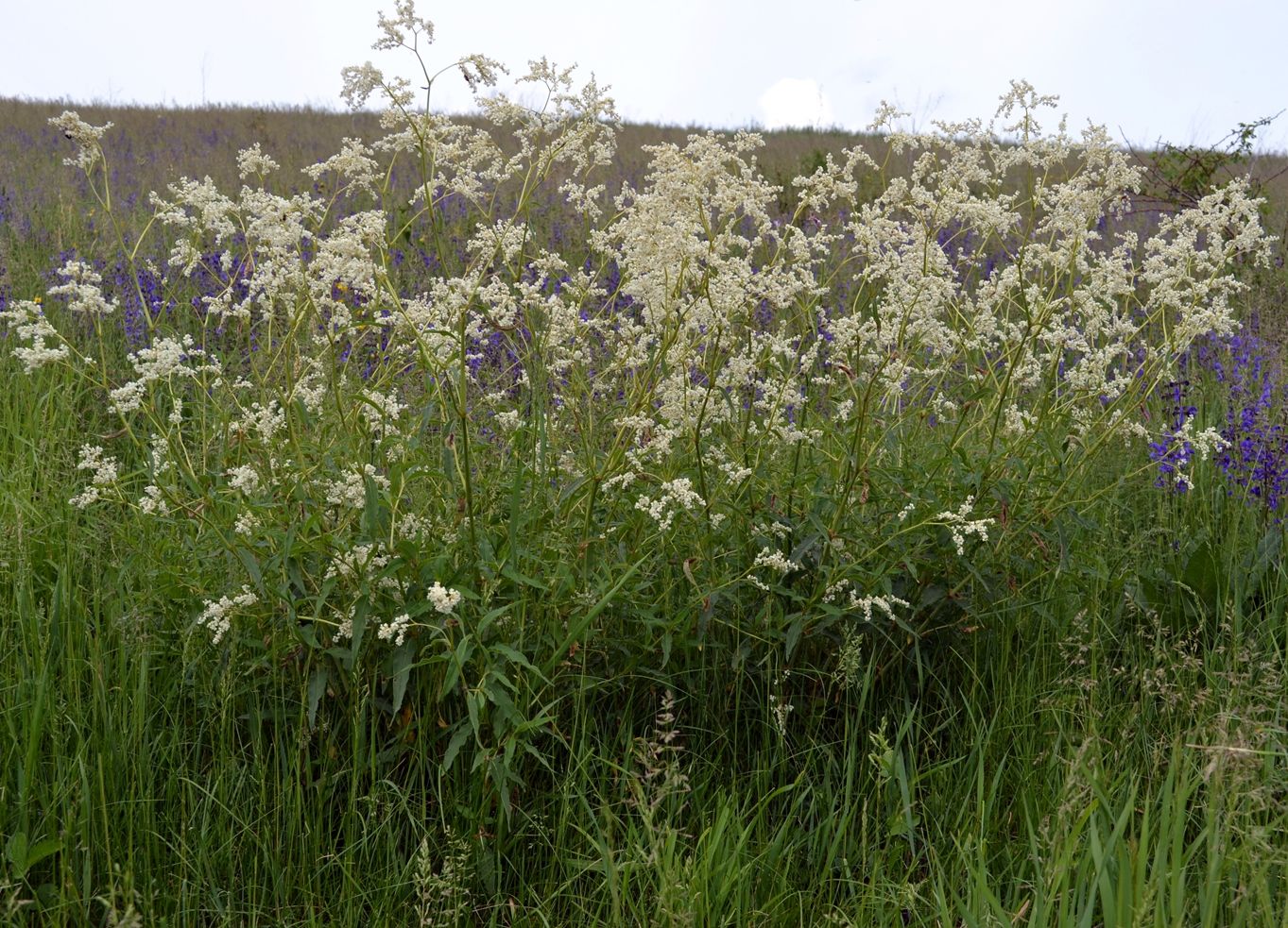 Изображение особи Aconogonon alpinum.