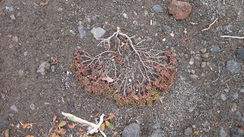 Изображение особи Loiseleuria procumbens.