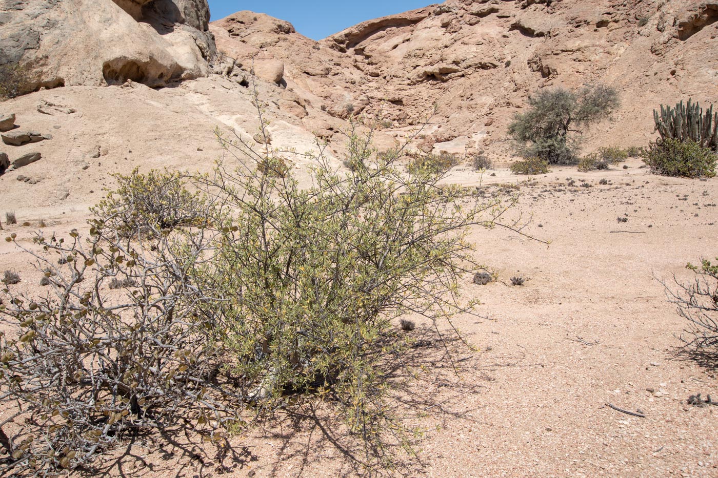 Изображение особи Commiphora oblanceolata.