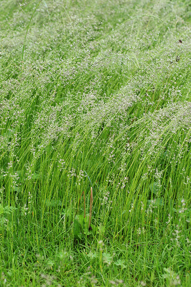 Изображение особи Poa pratensis.