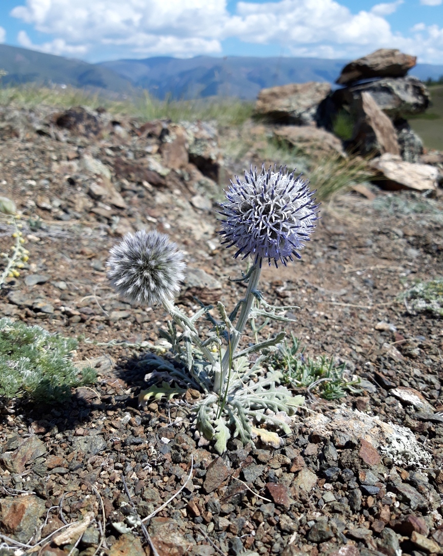 Image of Echinops humilis specimen.