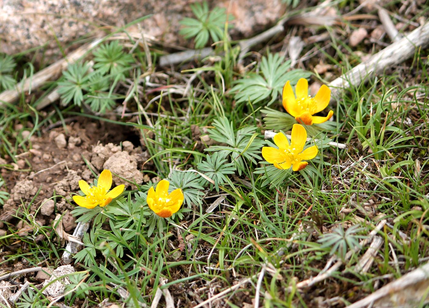 Image of Eranthis longistipitata specimen.