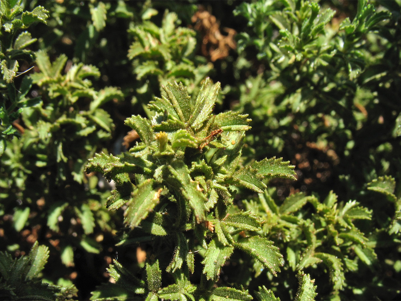 Image of Ononis natrix ssp. ramosissima specimen.
