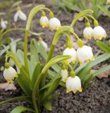 Leucojum vernum