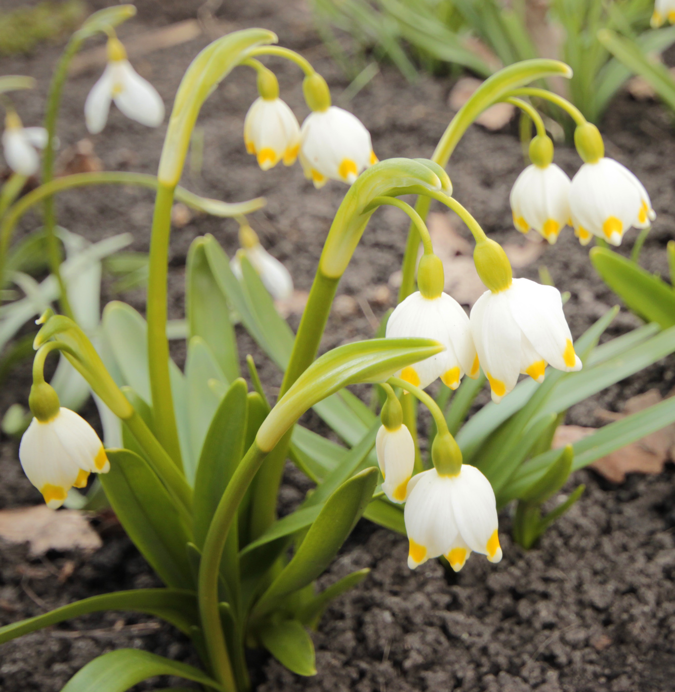 Изображение особи Leucojum vernum.