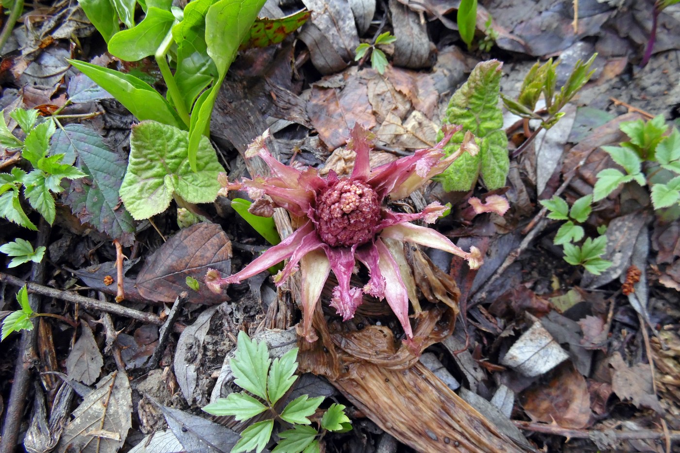 Image of Petasites hybridus specimen.