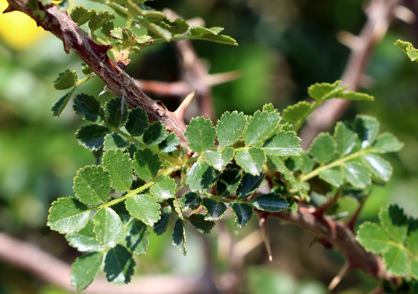 Image of Rosa ecae specimen.