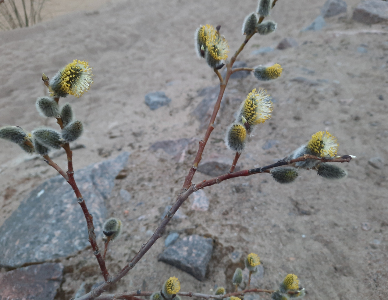 Image of genus Salix specimen.